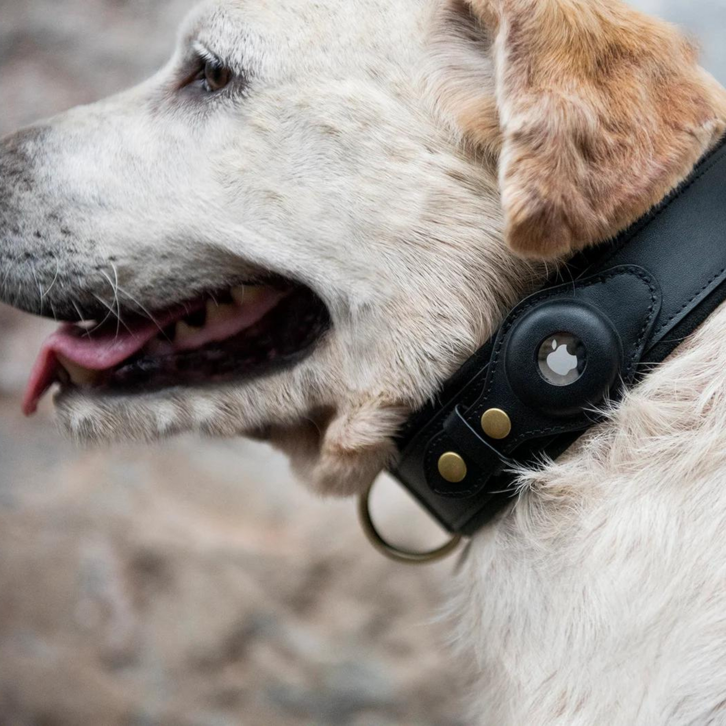 Leather AirTag Dog Collar Premium Dog Collar AirTag Case Holder