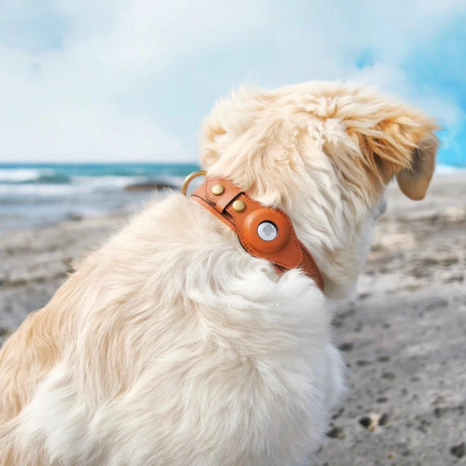 Leather AirTag Dog Collar Premium Dog Collar AirTag Case Holder