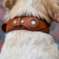 Leather AirTag Dog Collar Premium Dog Collar AirTag Case Holder