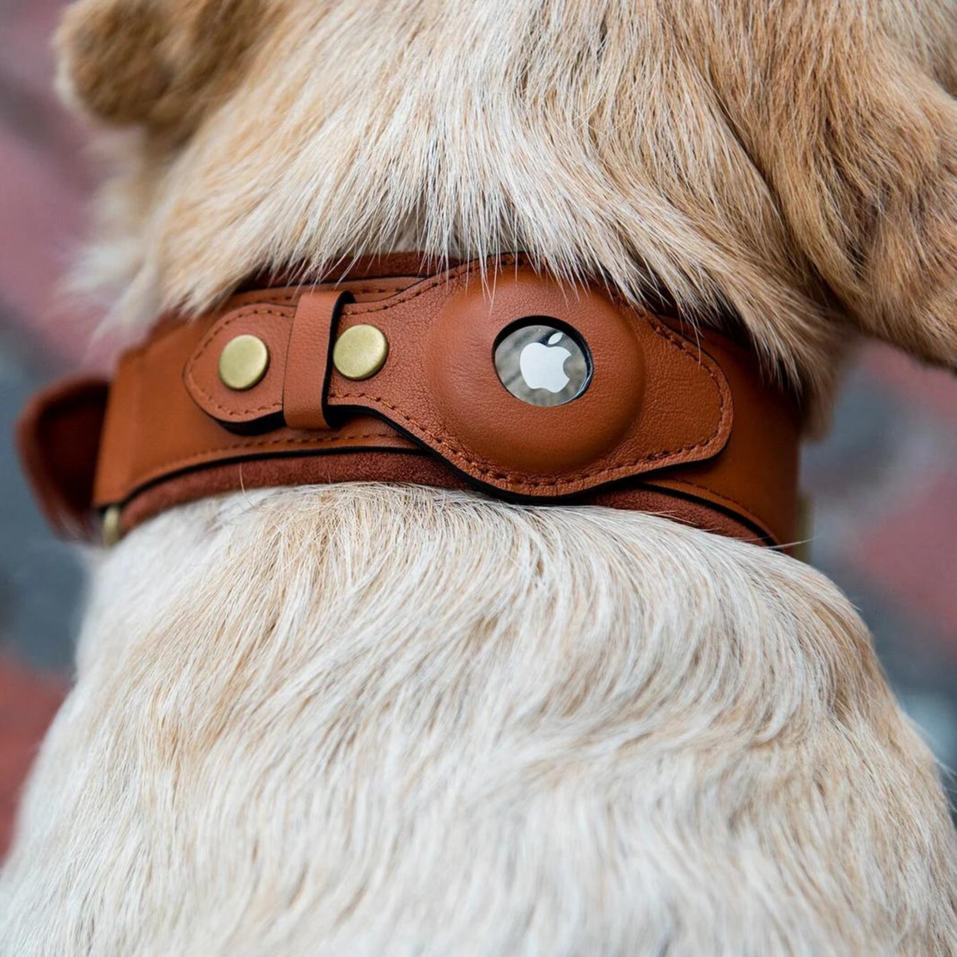Leather AirTag Dog Collar Premium Dog Collar AirTag Case Holder