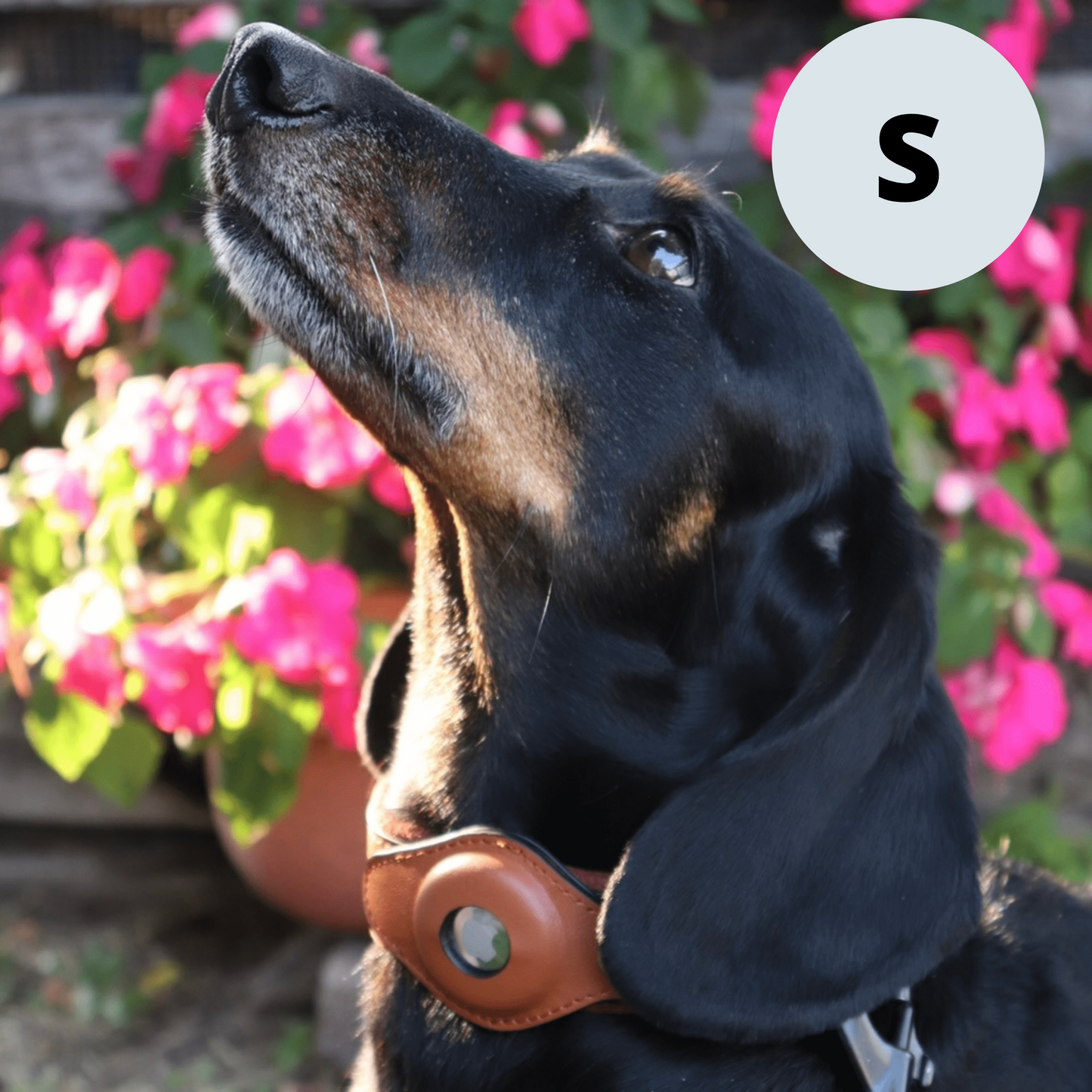 Leather AirTag Dog Collar Premium Dog Collar AirTag Case Holder