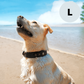 Leather AirTag Dog Collar Premium Dog Collar AirTag Case Holder