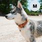 Leather AirTag Dog Collar Premium Dog Collar AirTag Case Holder