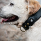 Leather AirTag Dog Collar Premium Dog Collar AirTag Case Holder