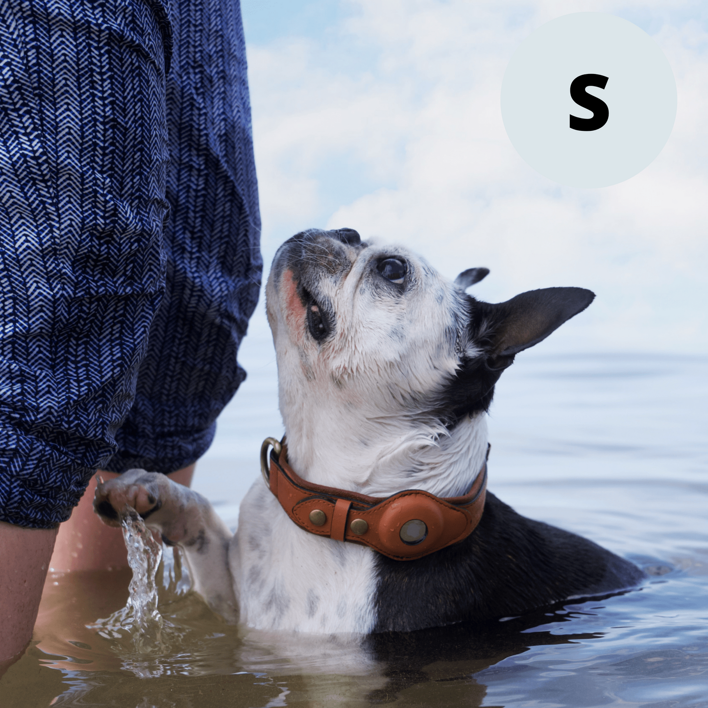 Leather AirTag Dog Collar Premium Dog Collar AirTag Case Holder